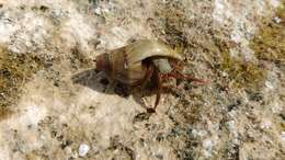 Image of Mediterranean intertidal hermit crab