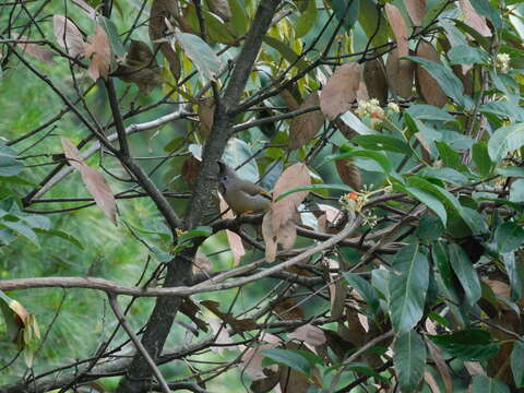 Image of Stripe-throated Yuhina