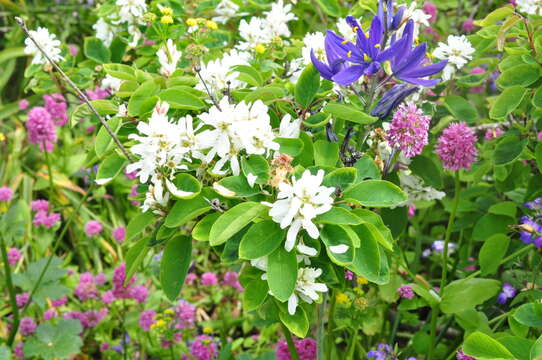 Image of Saskatoon serviceberry