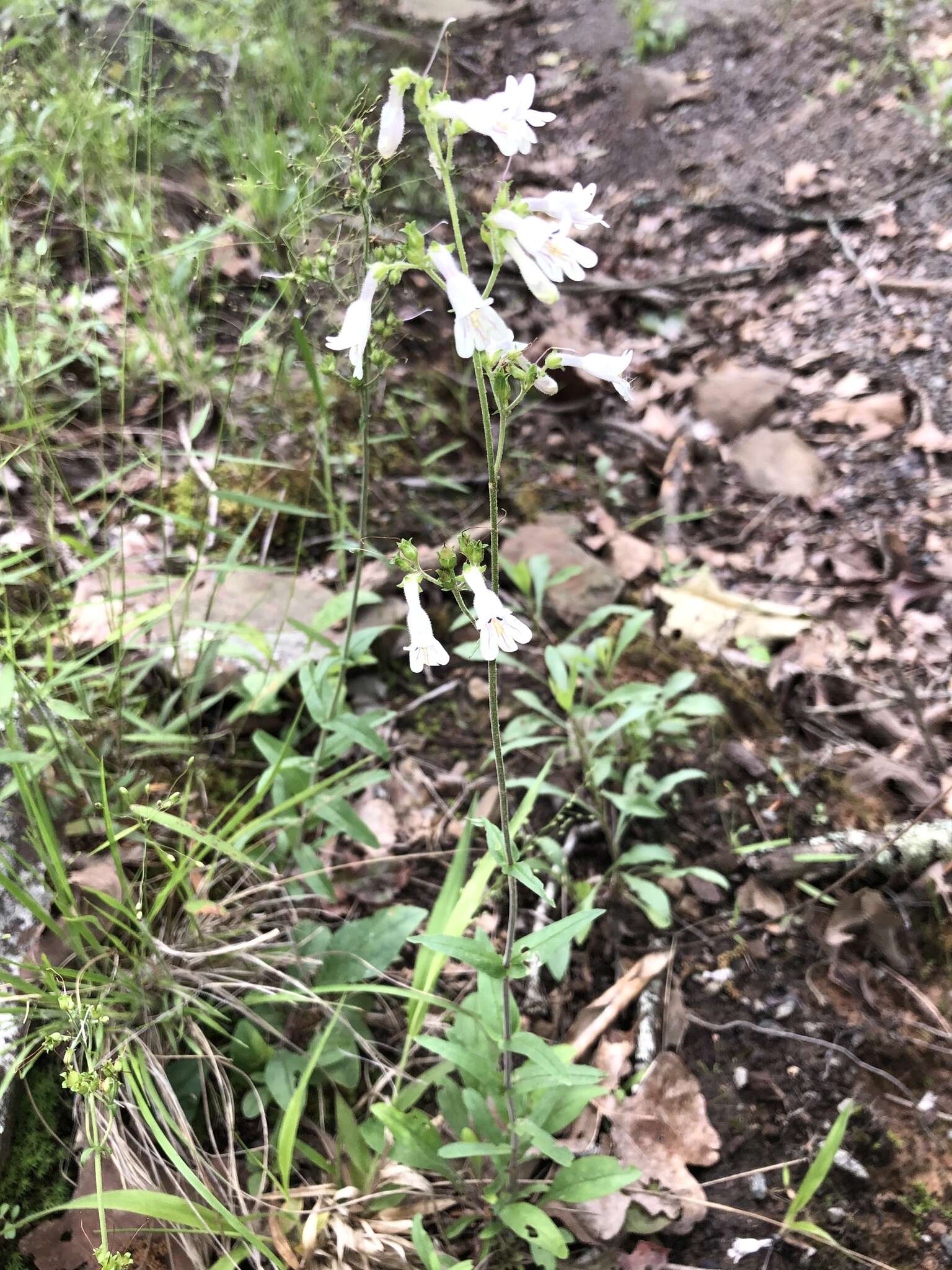 Слика од Penstemon arkansanus Pennell