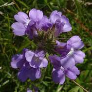 Слика од Euphrasia caudata (J. H. Willis) W. R. Barker