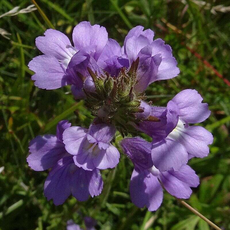 Слика од Euphrasia caudata (J. H. Willis) W. R. Barker