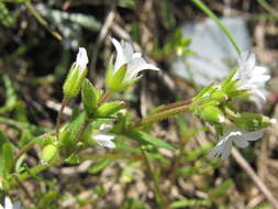 Image of doubtful chickweed