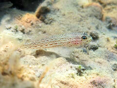 Image of Sarato's Goby