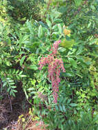 Rhus copallina L. resmi