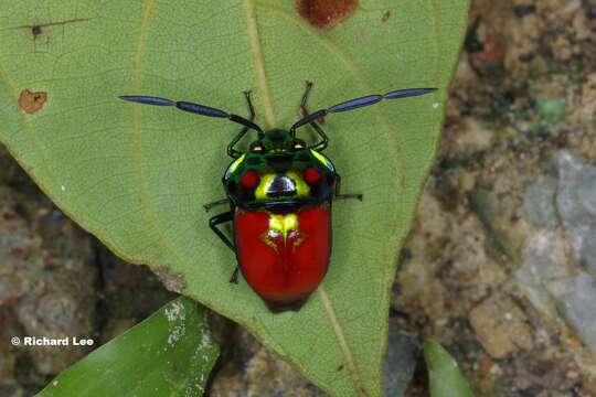 Image of Chrysocoris Hahn 1834