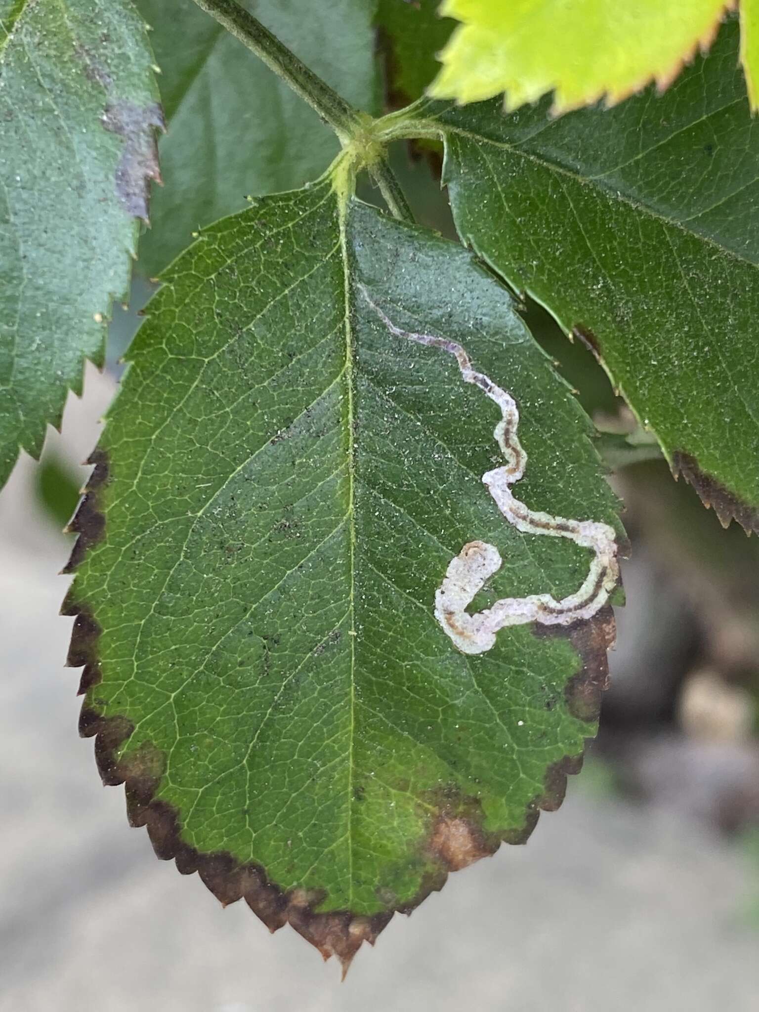 Sivun Stigmella centifoliella (Zeller 1848) Beirne 1945 kuva