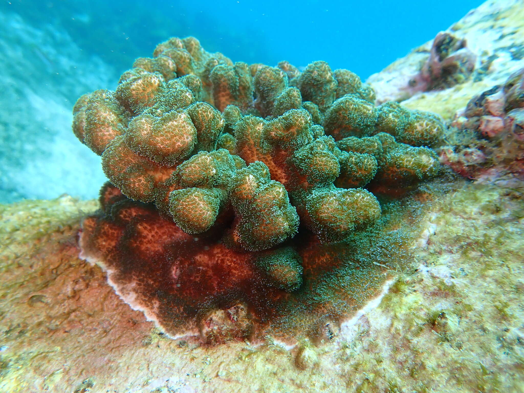 Image of Pocillopora aliciae Schmidt-Roach, Miller & Andreakis 2013