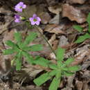 Слика од Oxalis magnifica (Rose) Knuth