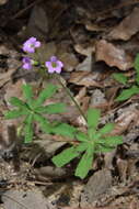 Слика од Oxalis magnifica (Rose) Knuth