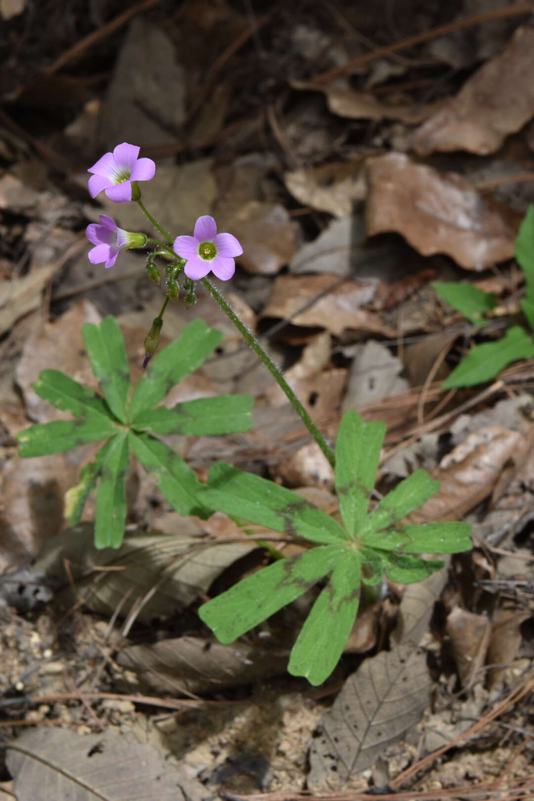 Sivun Oxalis magnifica (Rose) Knuth kuva