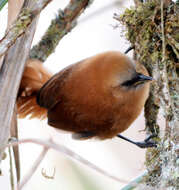 Image of Rufous Wren