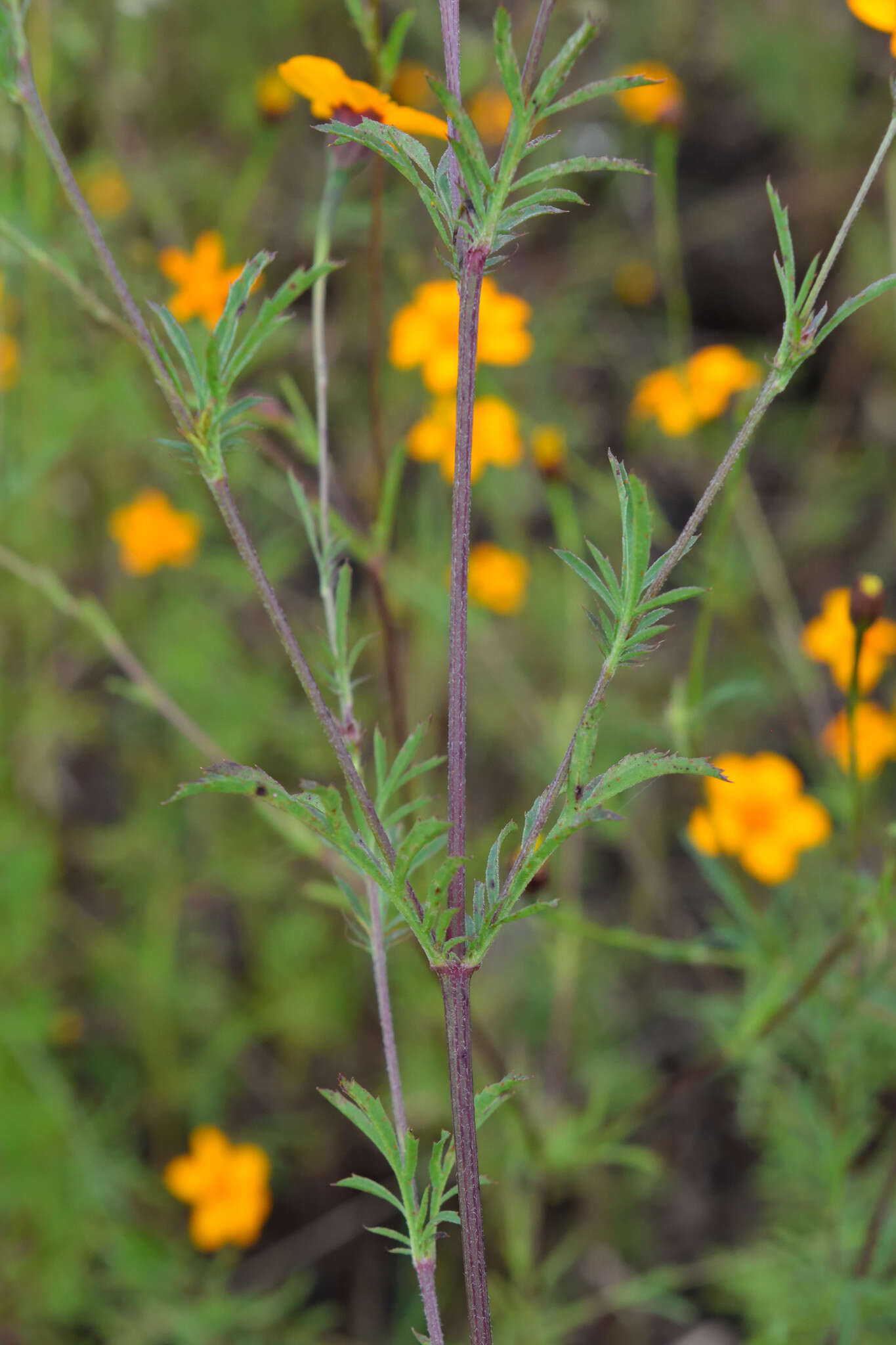 Image of Dyssodia tagetiflora Lag.