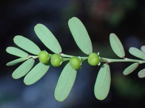 Phyllanthus abnormis var. abnormis的圖片