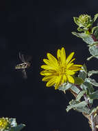 Image of Grindelia tarapacana Phil.