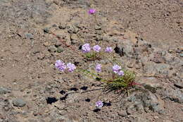 Image of Armeria maderensis Lowe