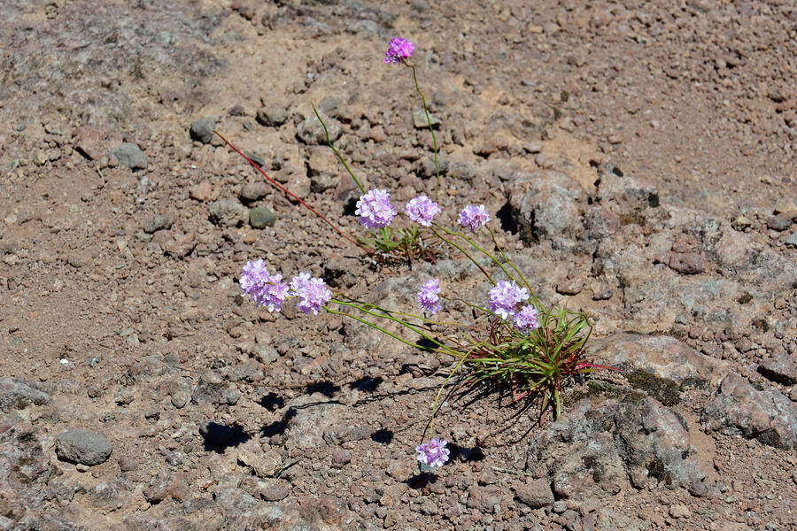 Image of Armeria maderensis Lowe