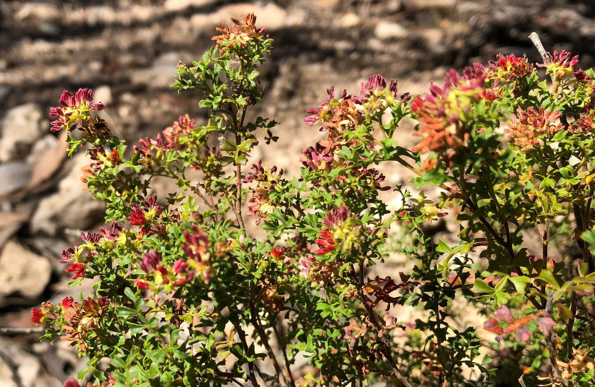 Image de Dodonaea humilis Endl.