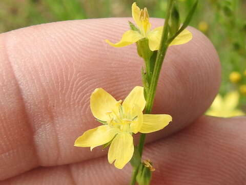 Image of New Mexico yellow flax