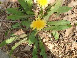 Image of Taraxacum platycarpum Dahlst.