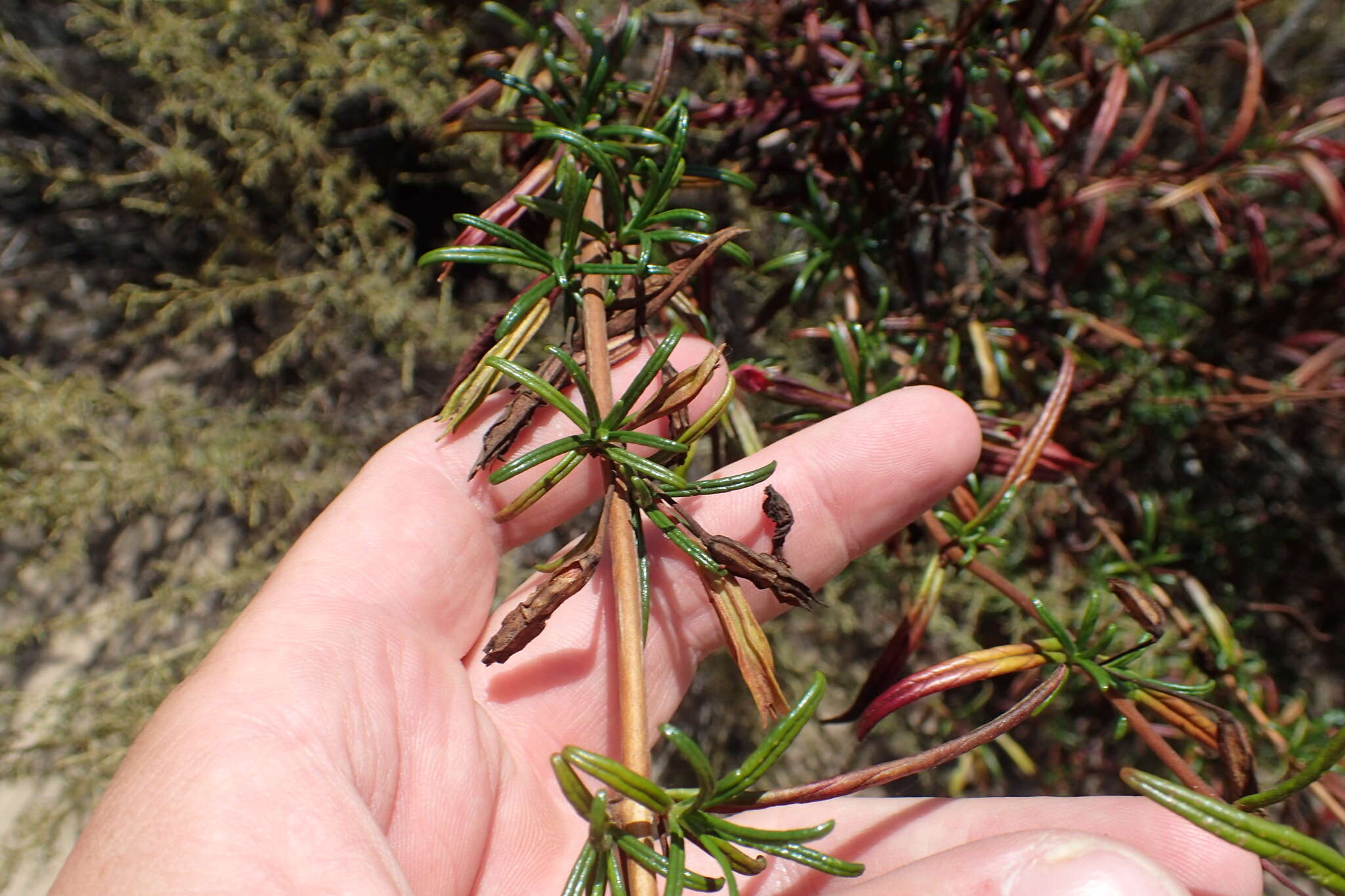 Image of red bush monkeyflower