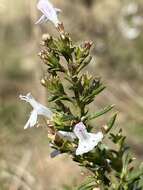 Image of Satureja montana subsp. variegata (Host) P. W. Ball