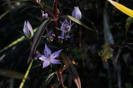 Image of Swertia pseudochinensis Hara