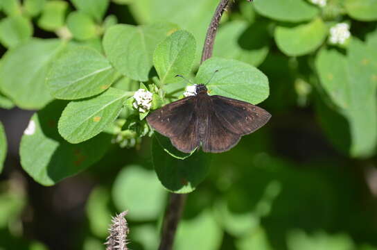 Image of Florida Duskywing