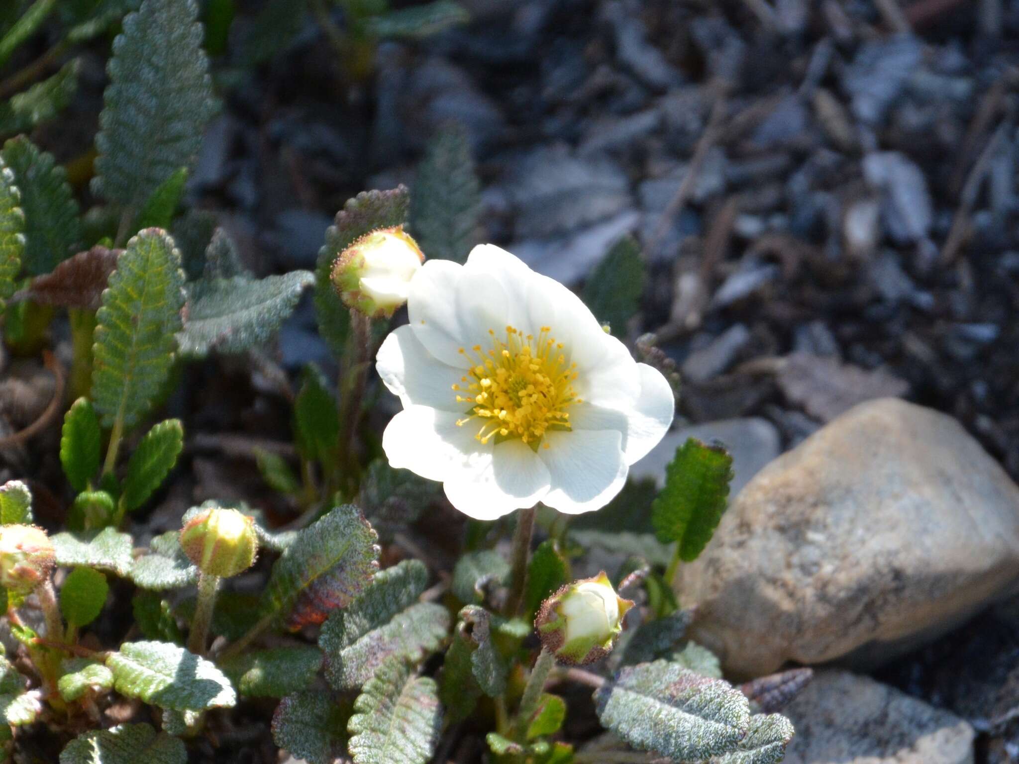 Imagem de Dryas octopetala subsp. hookeriana (Juz.) Hulten