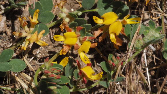 Image de Acmispon decumbens