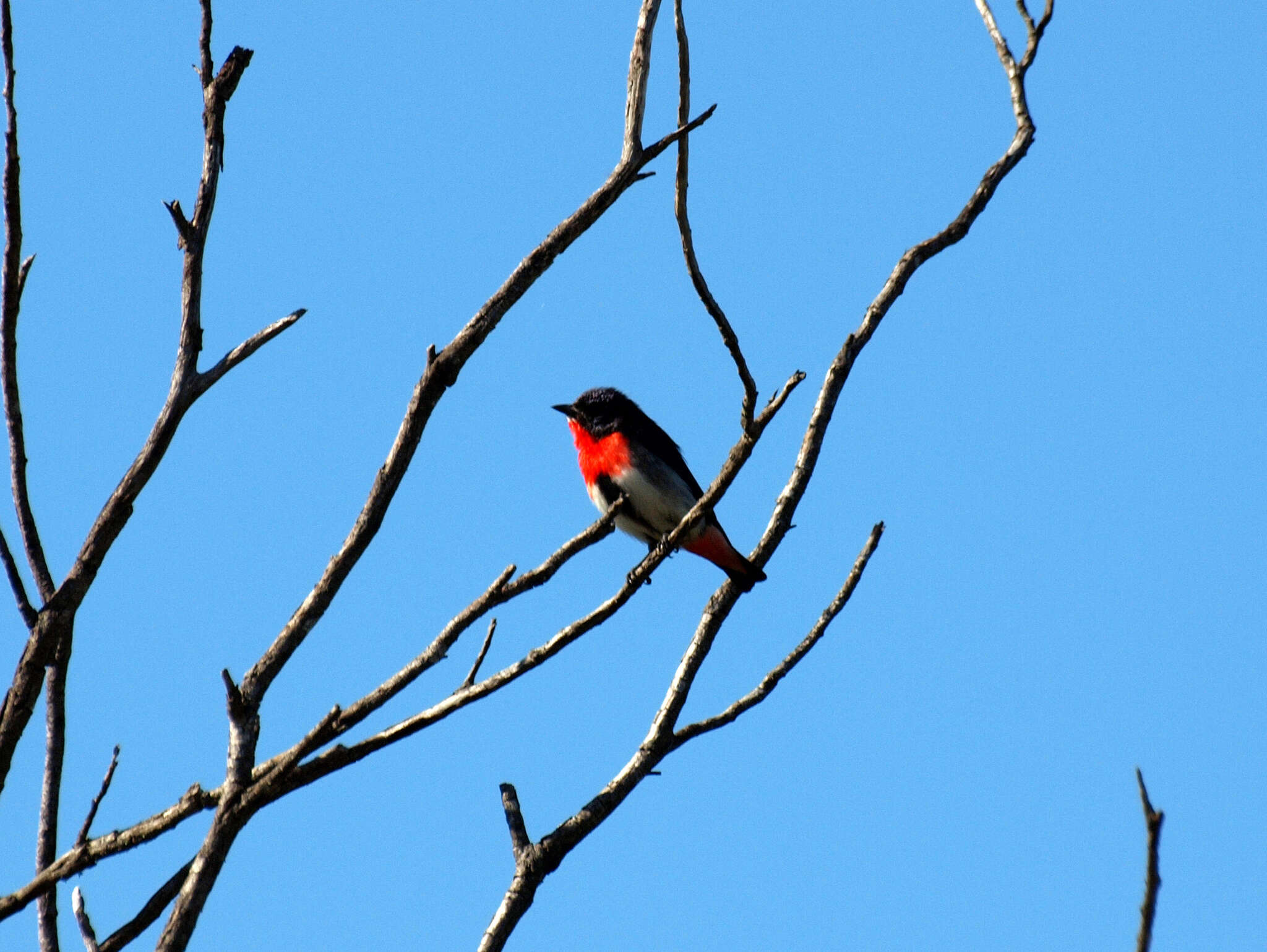 Image of Mistletoebird