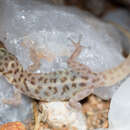 Image of Montane Thick-toed Gecko