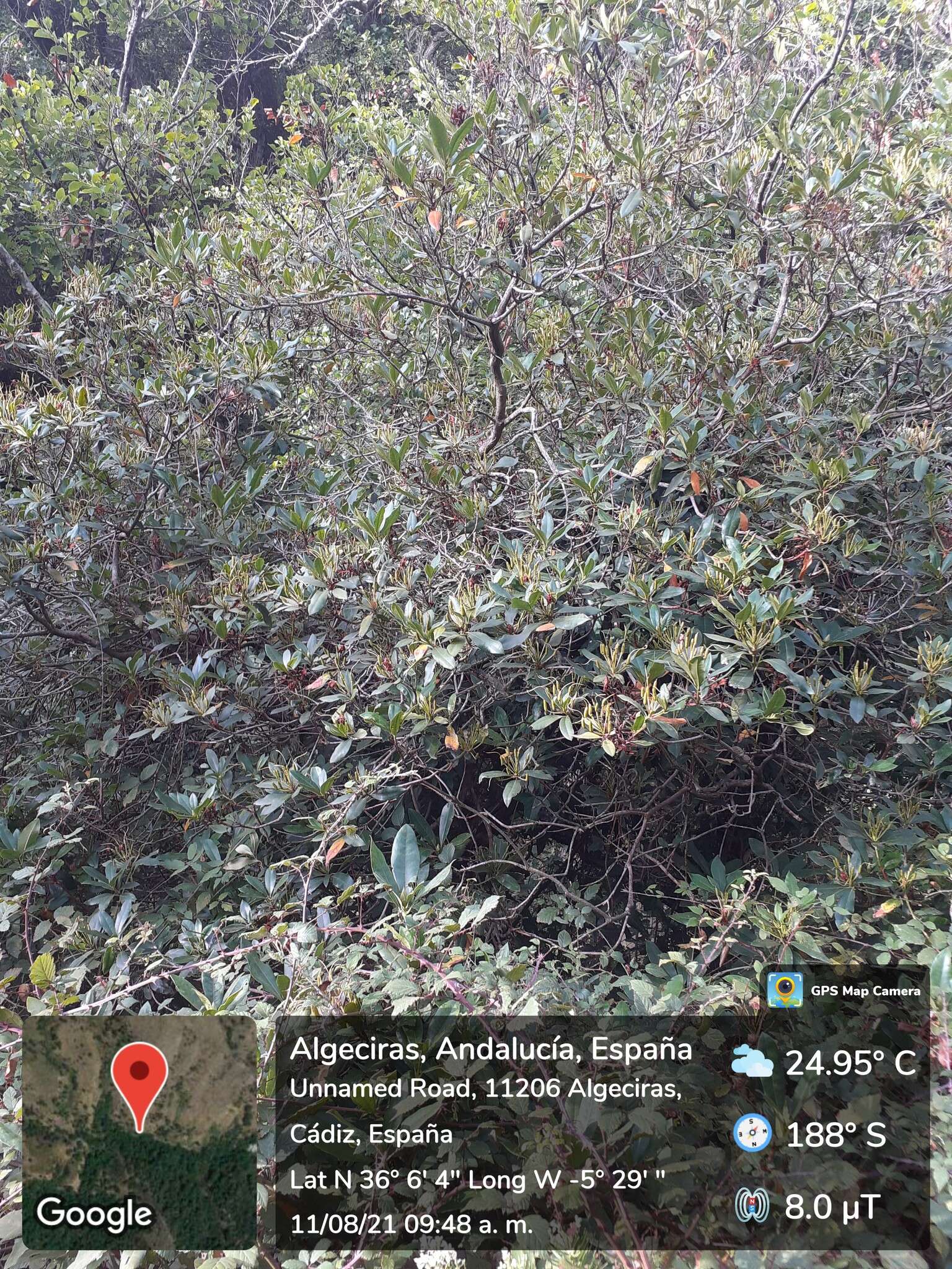 Imagem de Rhododendron ponticum subsp. baeticum (Boiss. & Reuter) Hand.-Mazz.