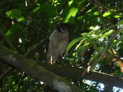 Image of Collared Forest Falcon