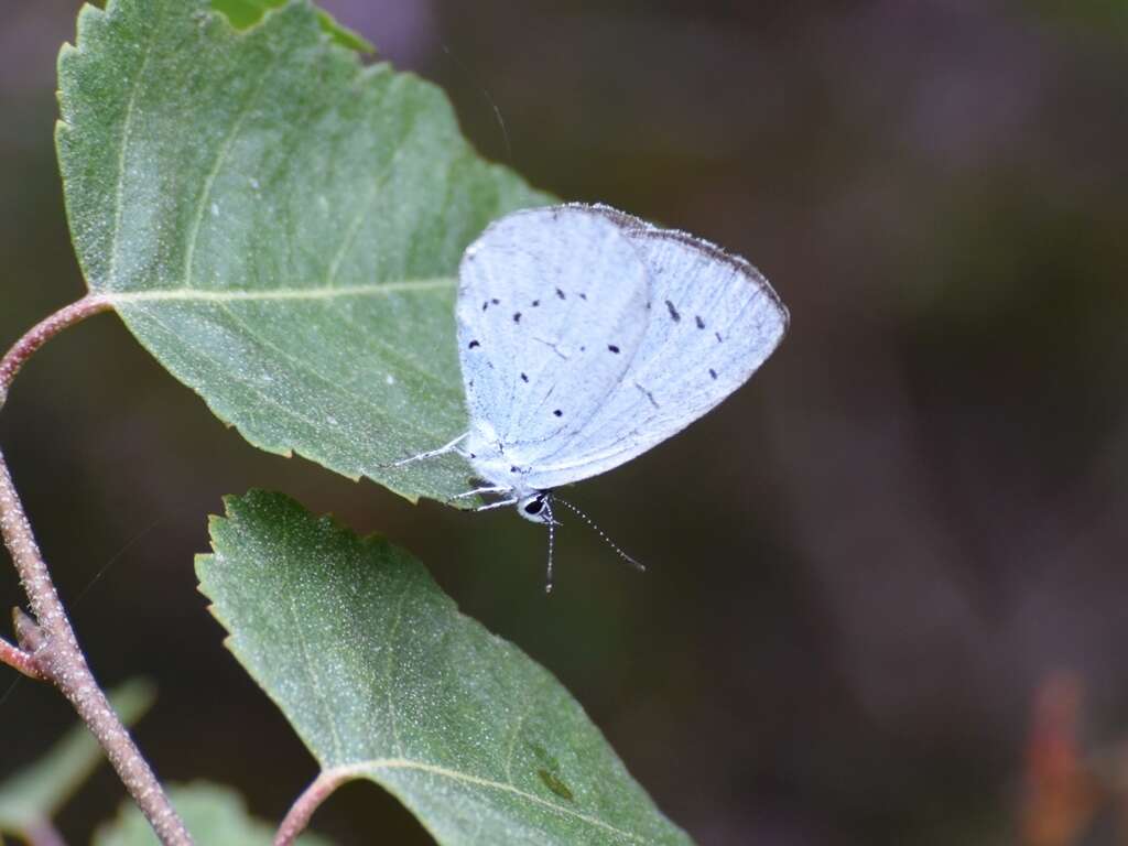 Image of holly blue