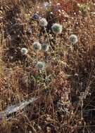 Image of Echinops sphaerocephalus subsp. sphaerocephalus