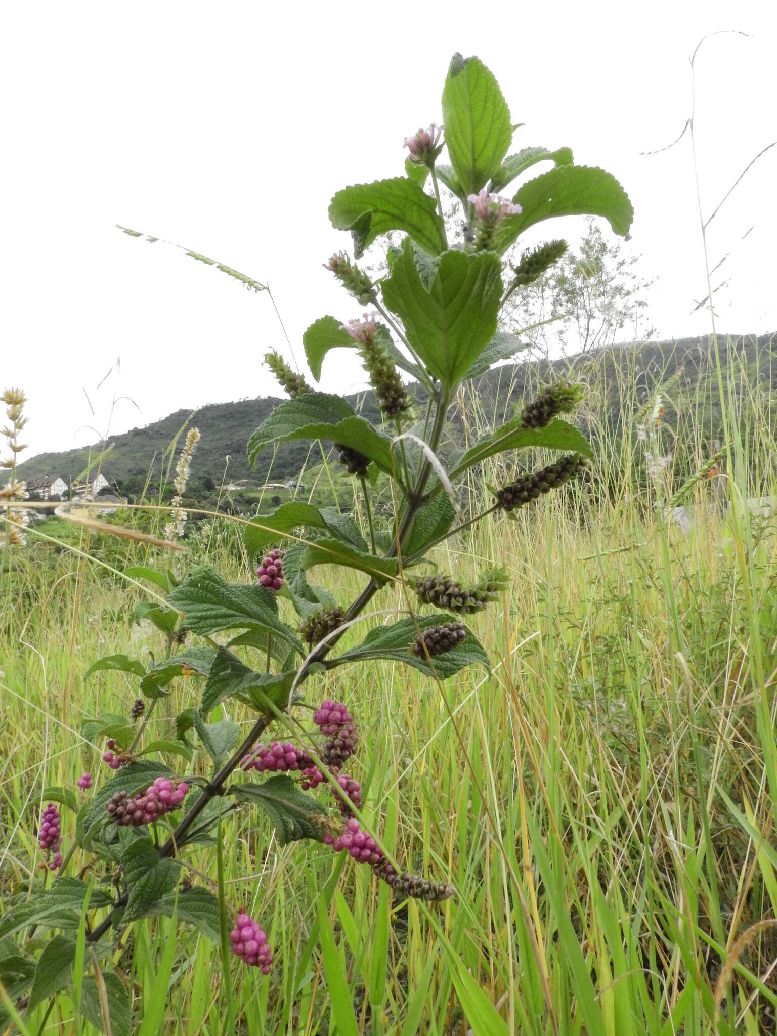 Image of threeleaf shrubverbena