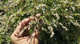 Image de Holodiscus discolor var. microphyllus (Rydb.) Jeps.