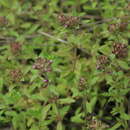 Image of Thymus amurensis Klokov