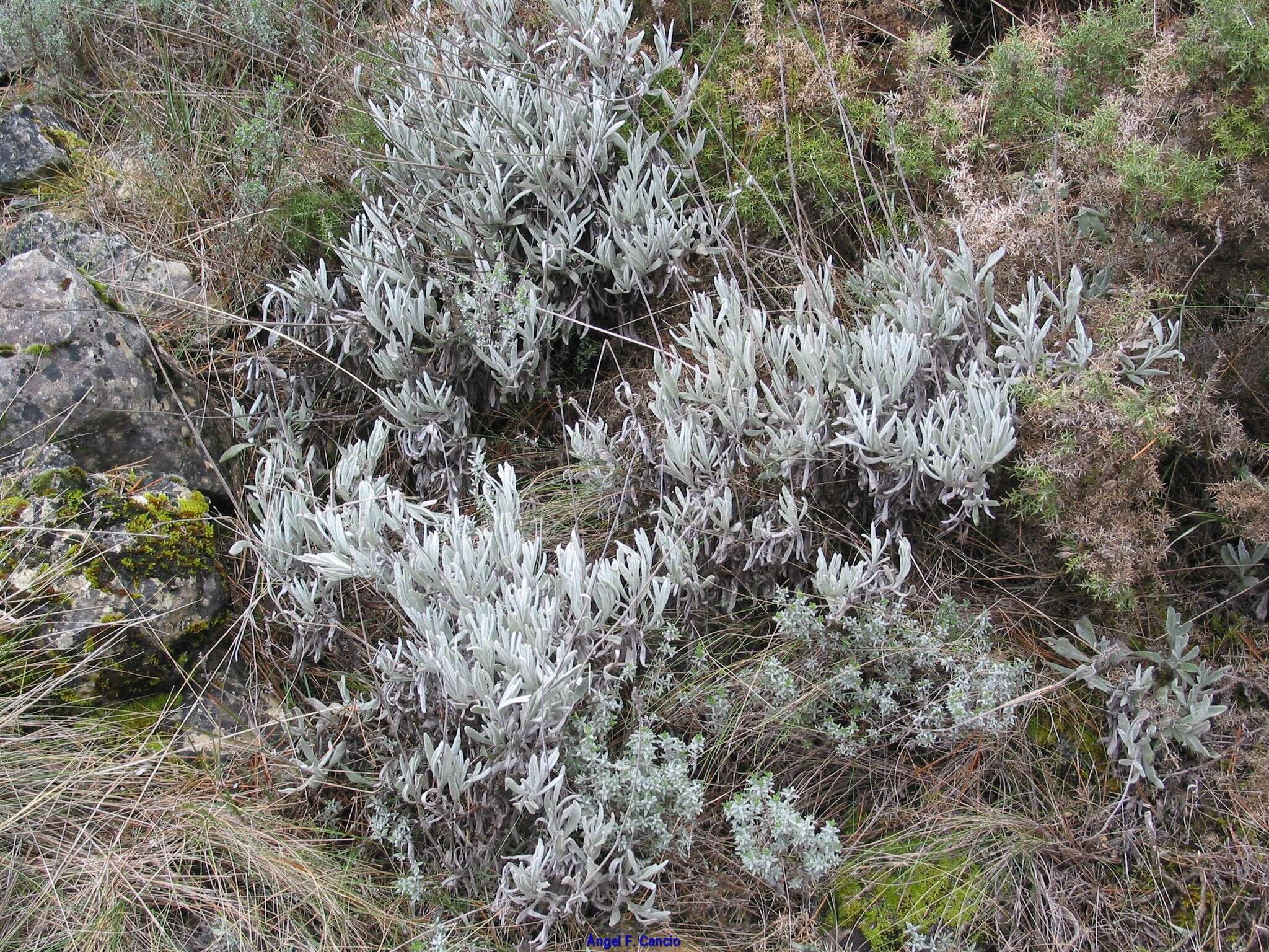 Image of Lavandula lanata Boiss.