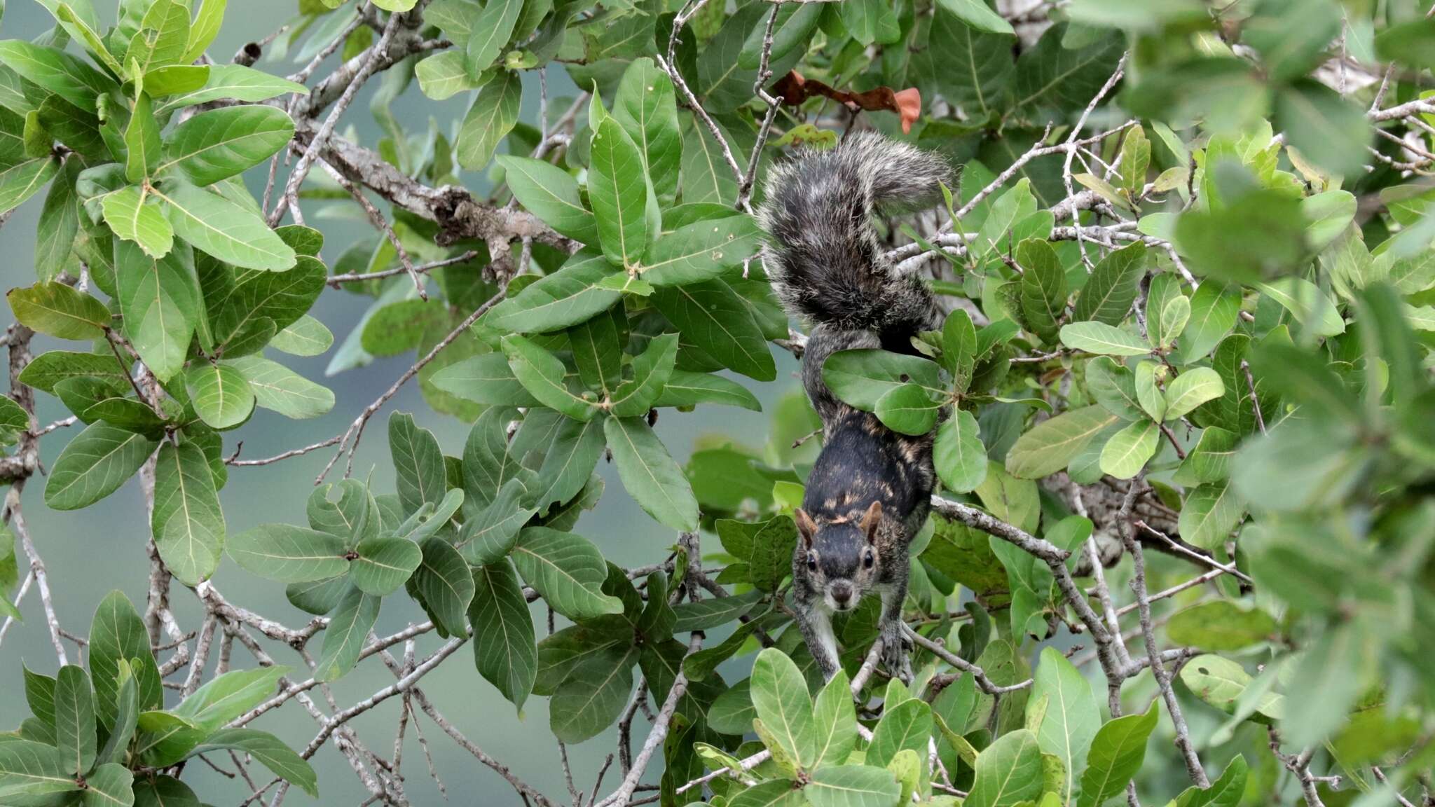 Image of Collie's Squirrel