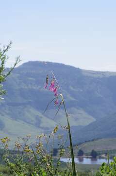 Image of Dierama pulcherrimum (Hook. fil.) Baker