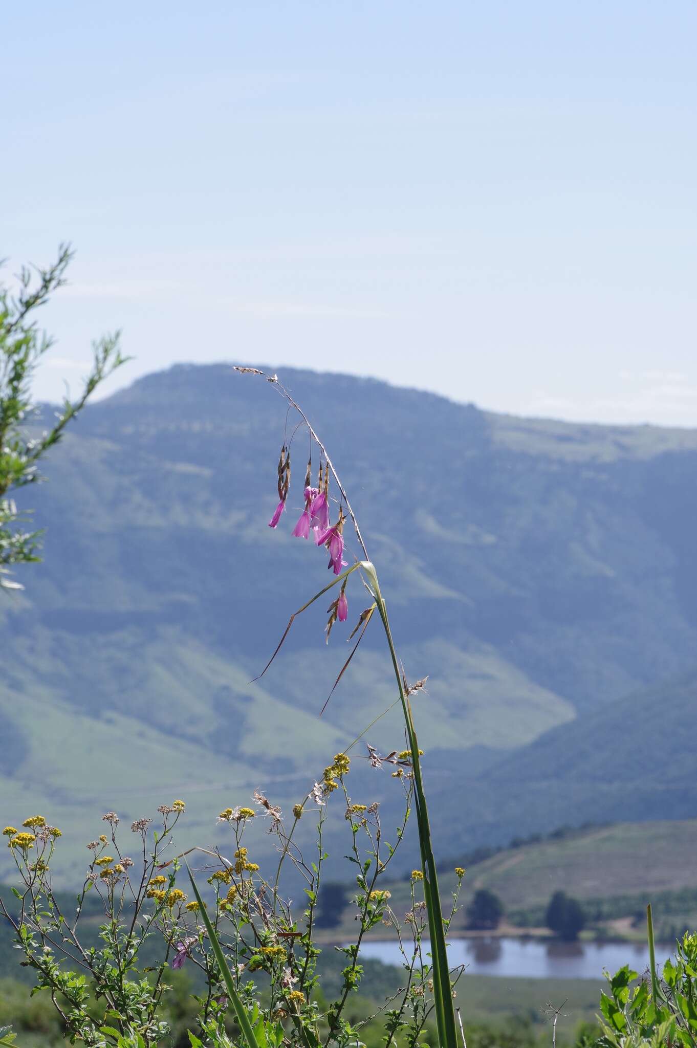 Image of Dierama pulcherrimum (Hook. fil.) Baker