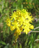 Image of Bulbinella triquetra (L. fil.) Kunth