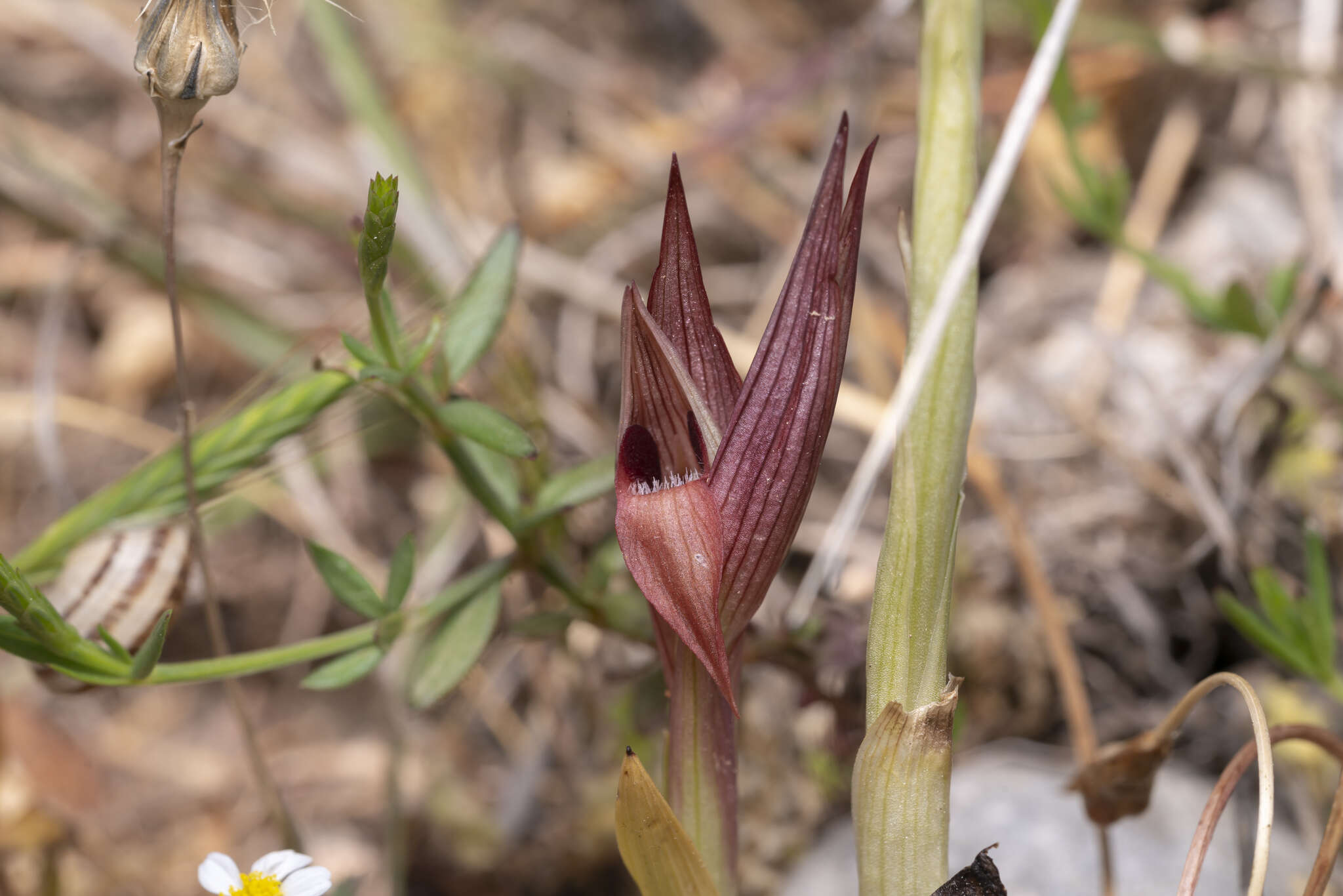 Image of Serapias orientalis (Greuter) H. Baumann & Künkele