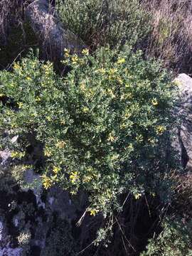 Imagem de <i>Acmispon dendroideus</i> var. <i>traskiae</i>