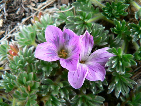 Image of Geranium sericeum Willd. ex Spreng.