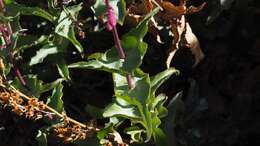 Image of San Jacinto beardtongue