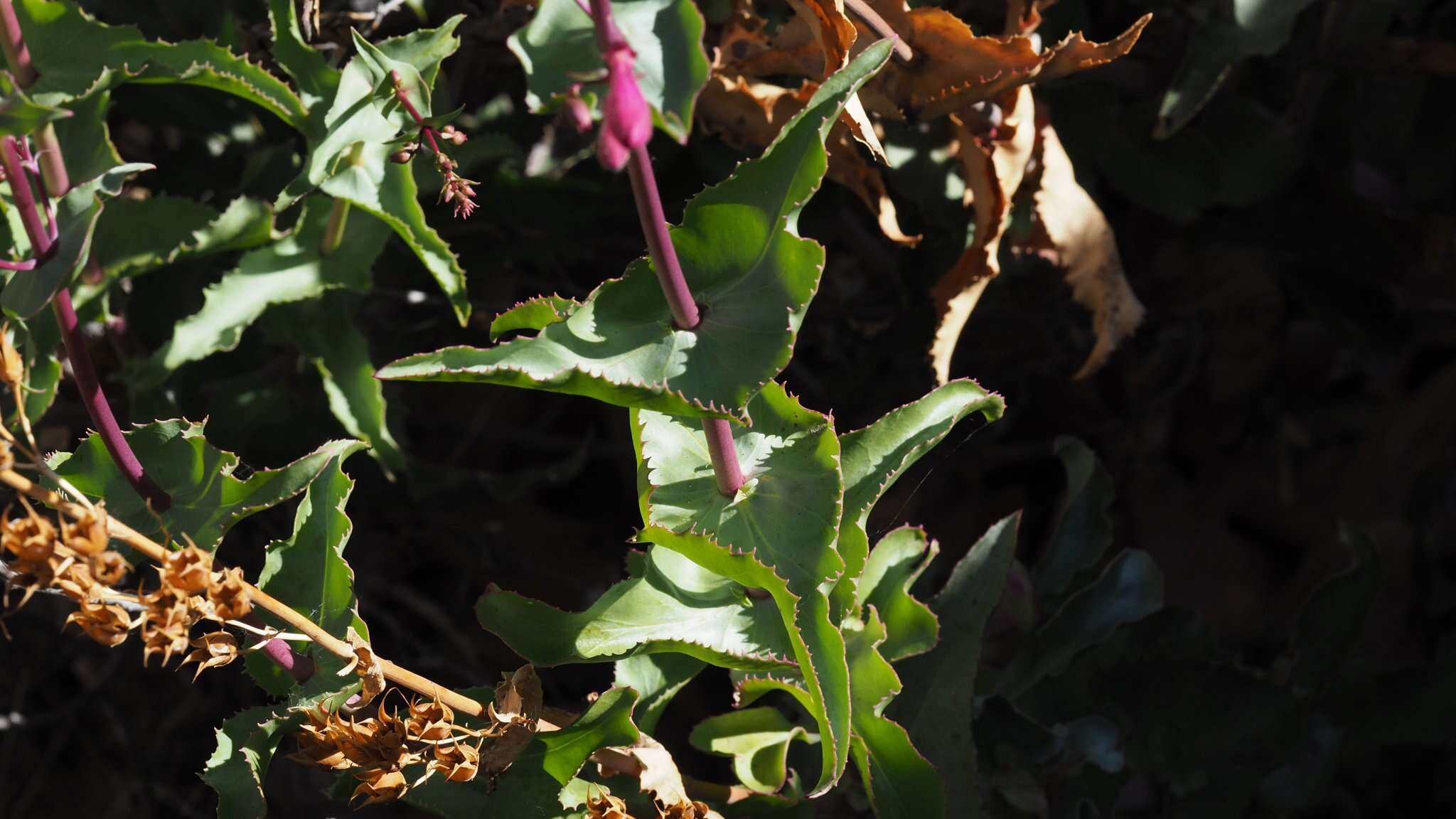 Image of San Jacinto beardtongue