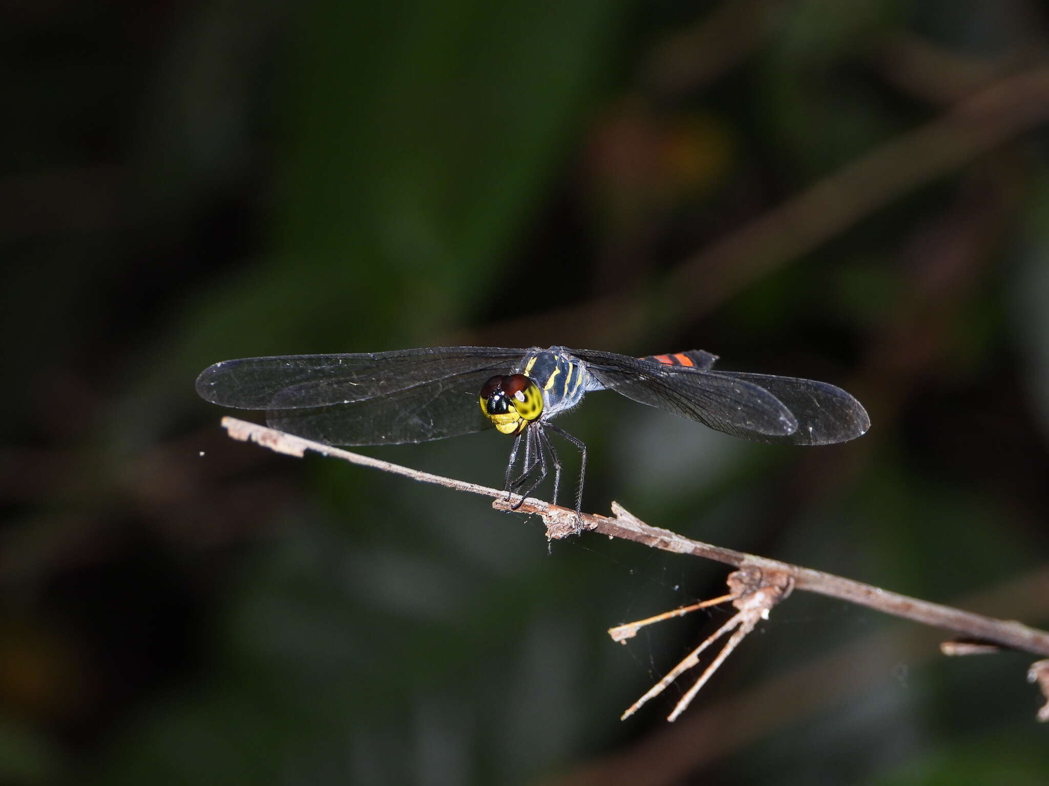 Слика од Agrionoptera sexlineata Selys 1879